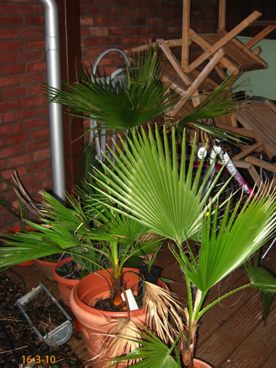 washingtonia filifera